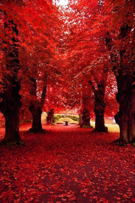 red forest - red moods