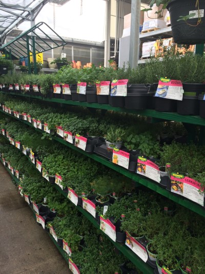 Row of herb plants