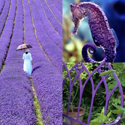 SH Purple Love Collage
