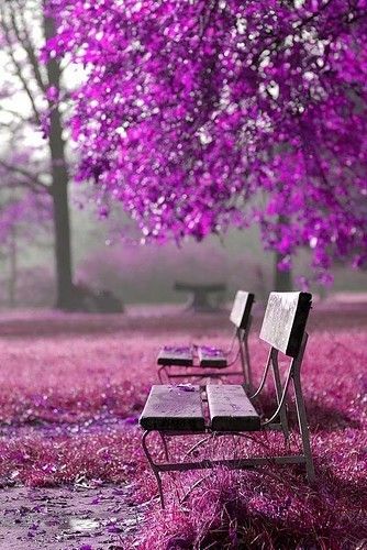Purple love on a park bench - Splendid Habitat